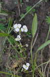 Grass-leaf arrowhead